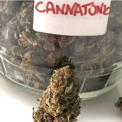 Cannabis Light Cannatonic